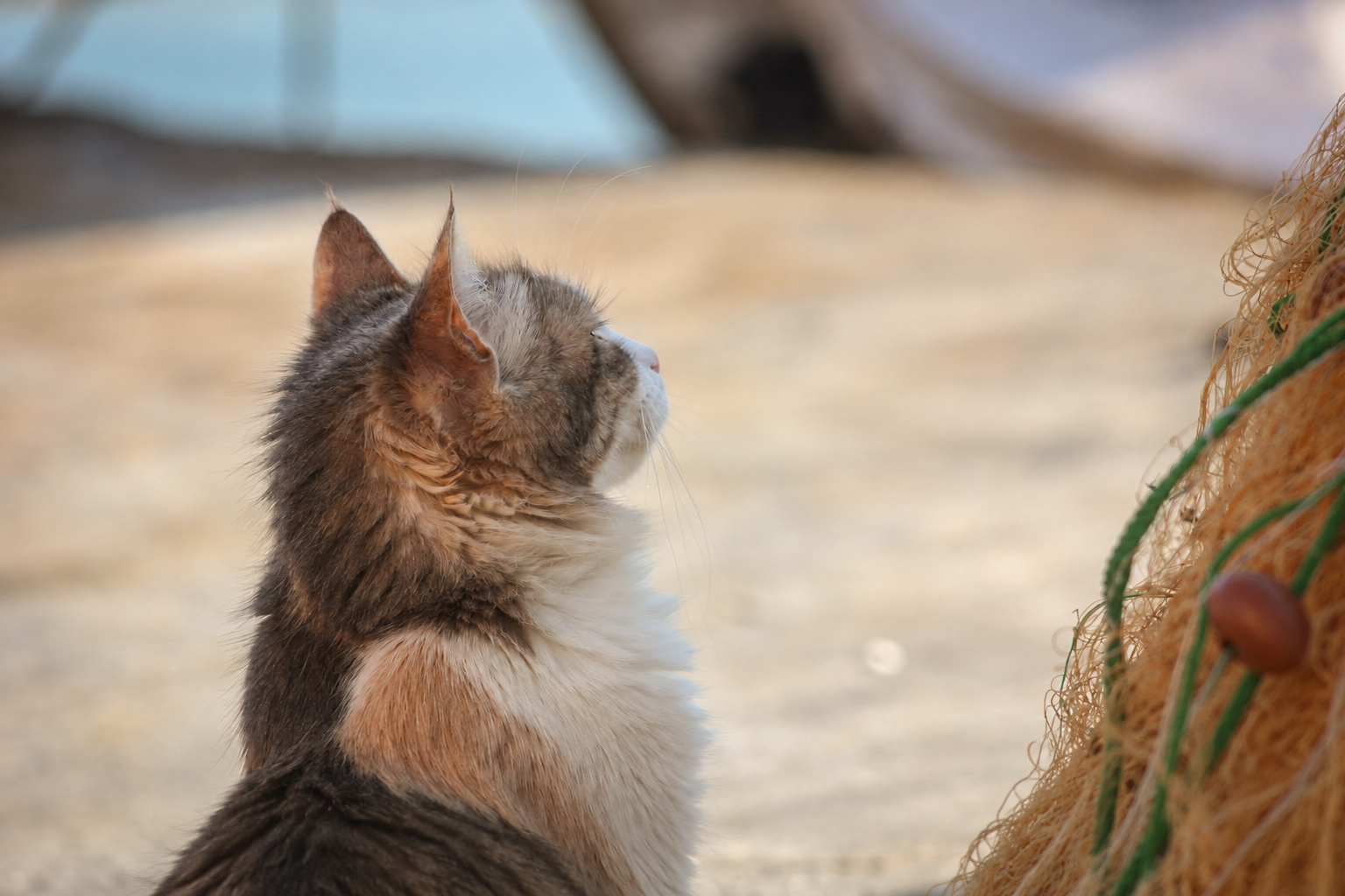 A harbour cat watching the fishermen at work