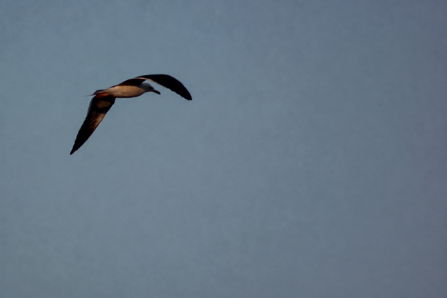 A seabird gliding above the water