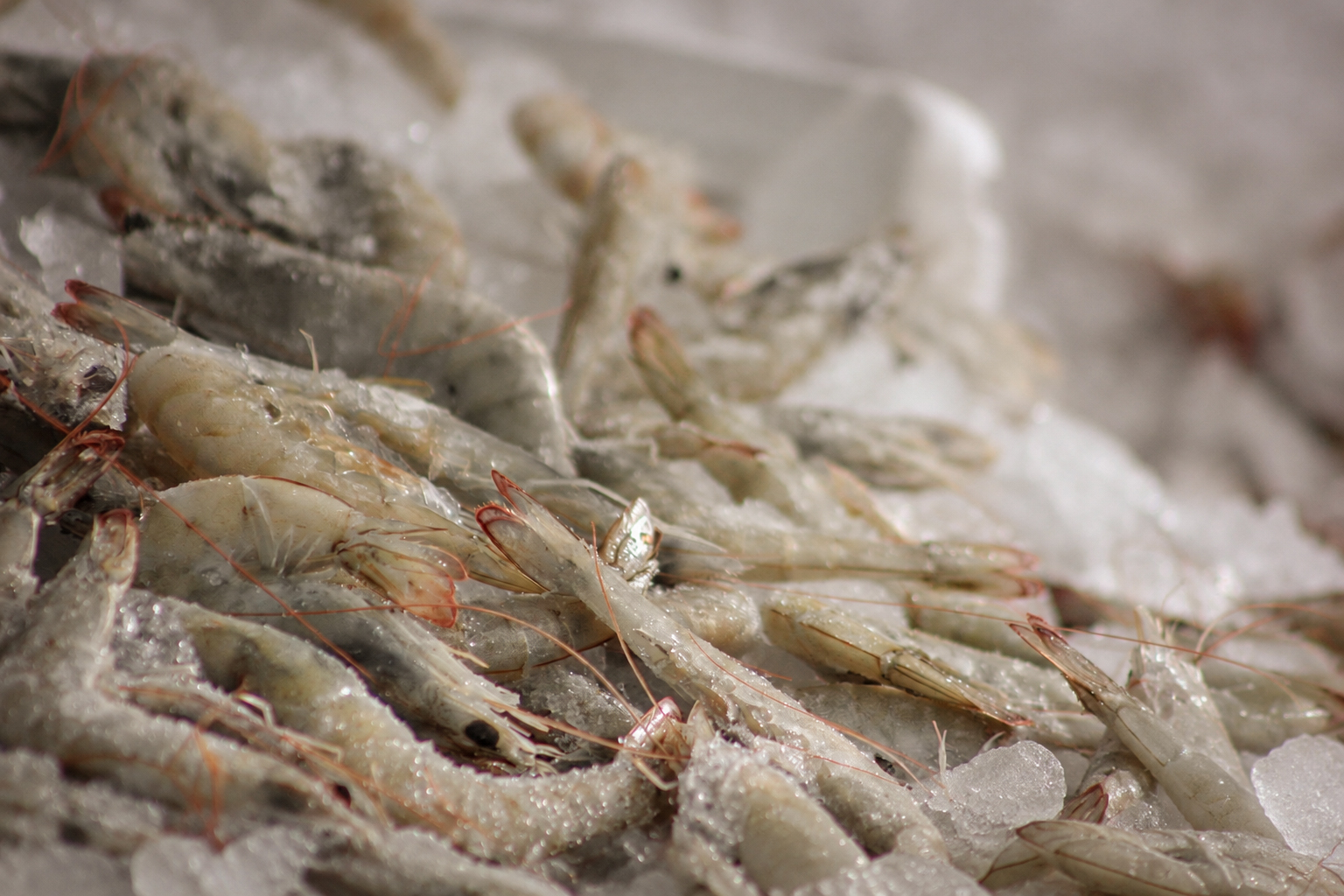 Raw shrimp piled on ice