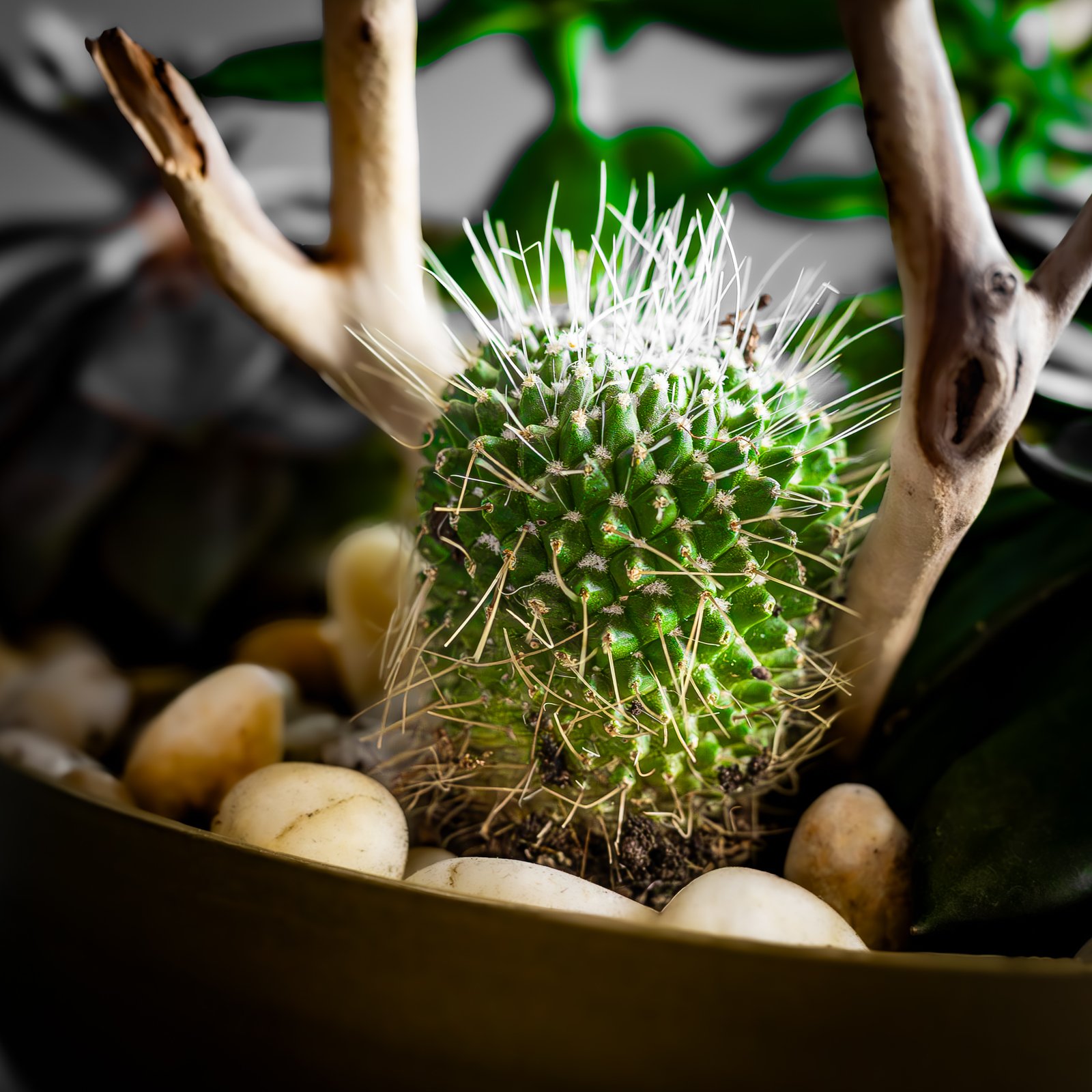 Succulent arrangement
