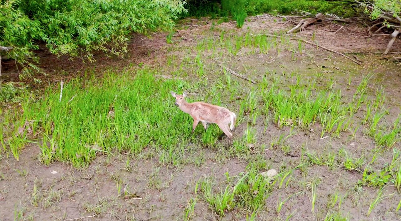 Top-down shot of a small boat on the water near a green shore.