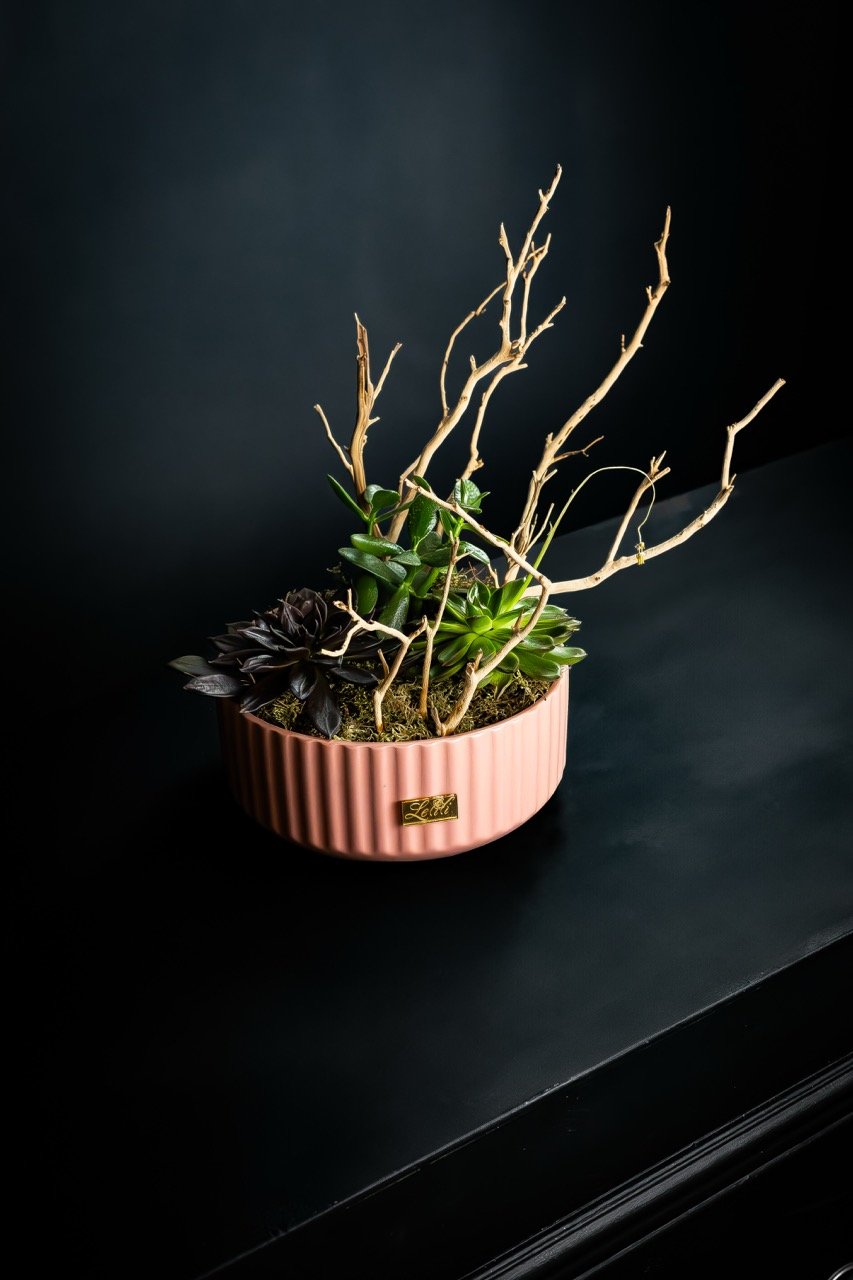 Still Life Photo of a bonsai plant.